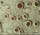 Lecanora hypocrocina