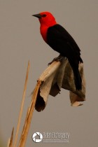 Amblyramphus holosericeus