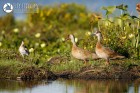 Amazonetta brasiliensis