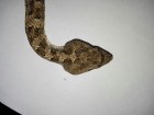 Bothrops ammodytoides