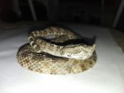 Bothrops ammodytoides