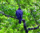 Spizaetus isidori