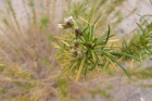 Baccharis grisebachii