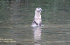 Lontra longicaudis