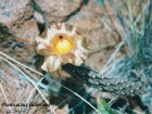 Pterocactus tuberosus