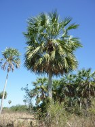 Copernicia alba