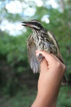 Myiodynastes maculatus