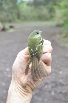 Phylloscartes ventralis