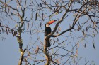 Ramphastos toco