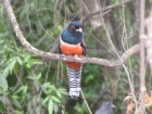 Trogon curucui