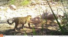 Panthera onca