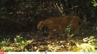 Puma concolor