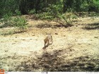 Leopardus pardalis