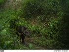 Tapirus terrestris