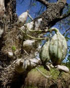 Catasetum fimbriatum