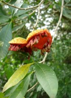 Tabernaemontana catharinensis