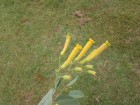 Nicotiana glauca