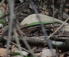 Ameiva ameiva
