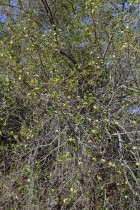 Kageneckia lanceolata