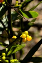Phoradendron argentinum