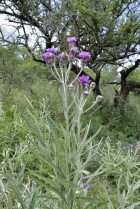 Lessingianthus mollissimus