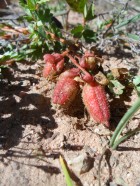 Hypseocharis pimpinellifolius