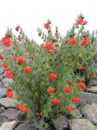 Caiophora chuquitensis