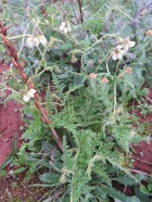 Caiophora clavata