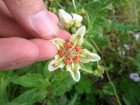 Caiophora clavata