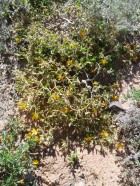 Mentzelia parvifolia