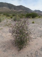 Salvia cuspidata