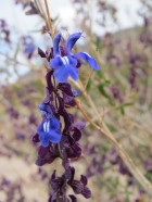 Salvia cuspidata