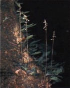 Cyclopogon elatus