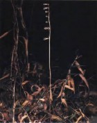 Cyclopogon oliganthus