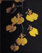 Oncidium bifolium