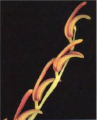 Pleurothallis aurantiolateritia