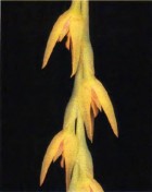 Pleurothallis boliviana