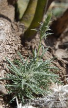 Perezia recurvata