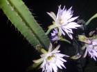 Cereus uruguayanus