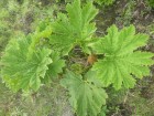 Gunnera apiculata