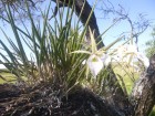 Brassavola tuberculata