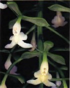 Epidendrum aff. paniculatum