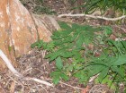 Solanum palustre