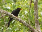 Turdus serranus