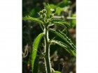 Caperonia palustris