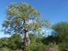 Ceiba chodatii