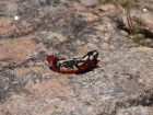 Melanophryniscus stelzneri