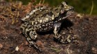 Gastrotheca chrysosticta