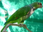Amazona vinacea
