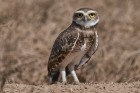 Athene cunicularia